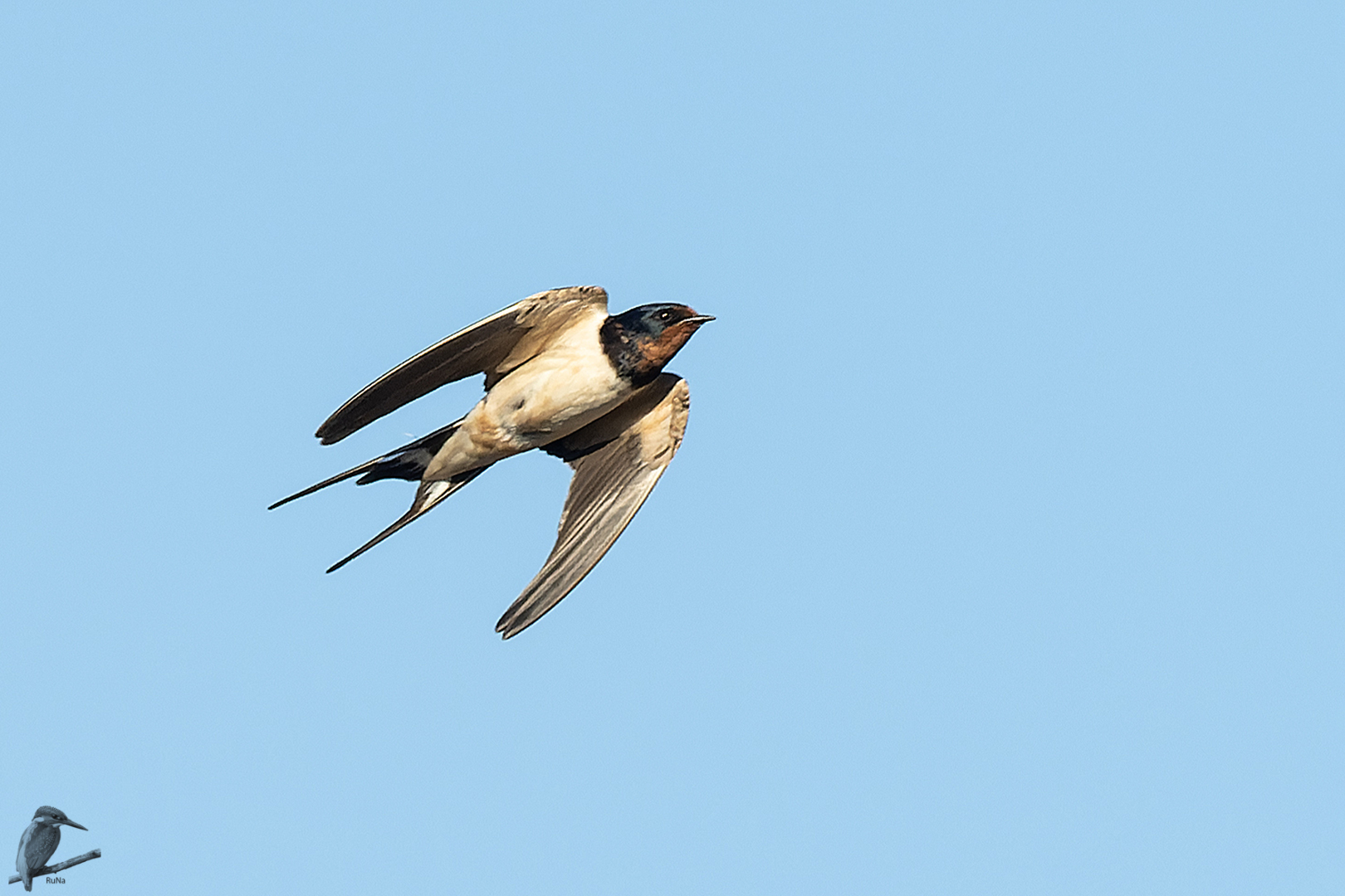 Rauchschwalbe im Flug