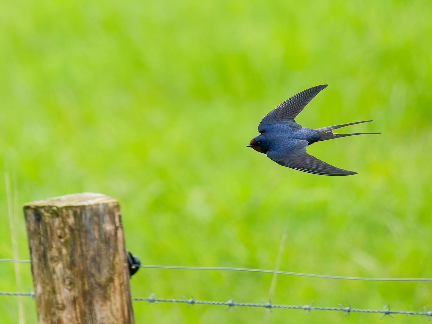 Rauchschwalbe im Flug I