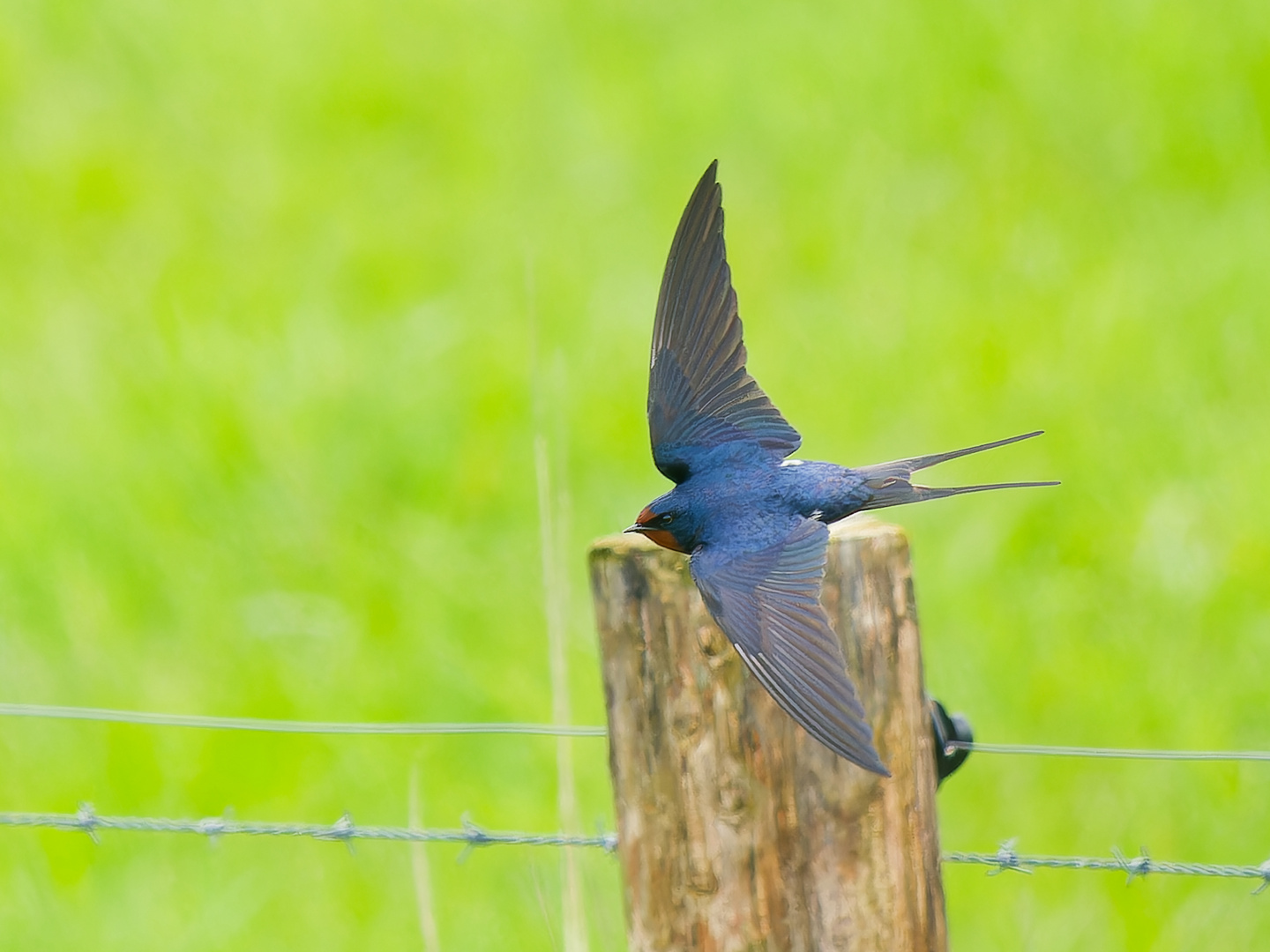 Rauchschwalbe im Flug II