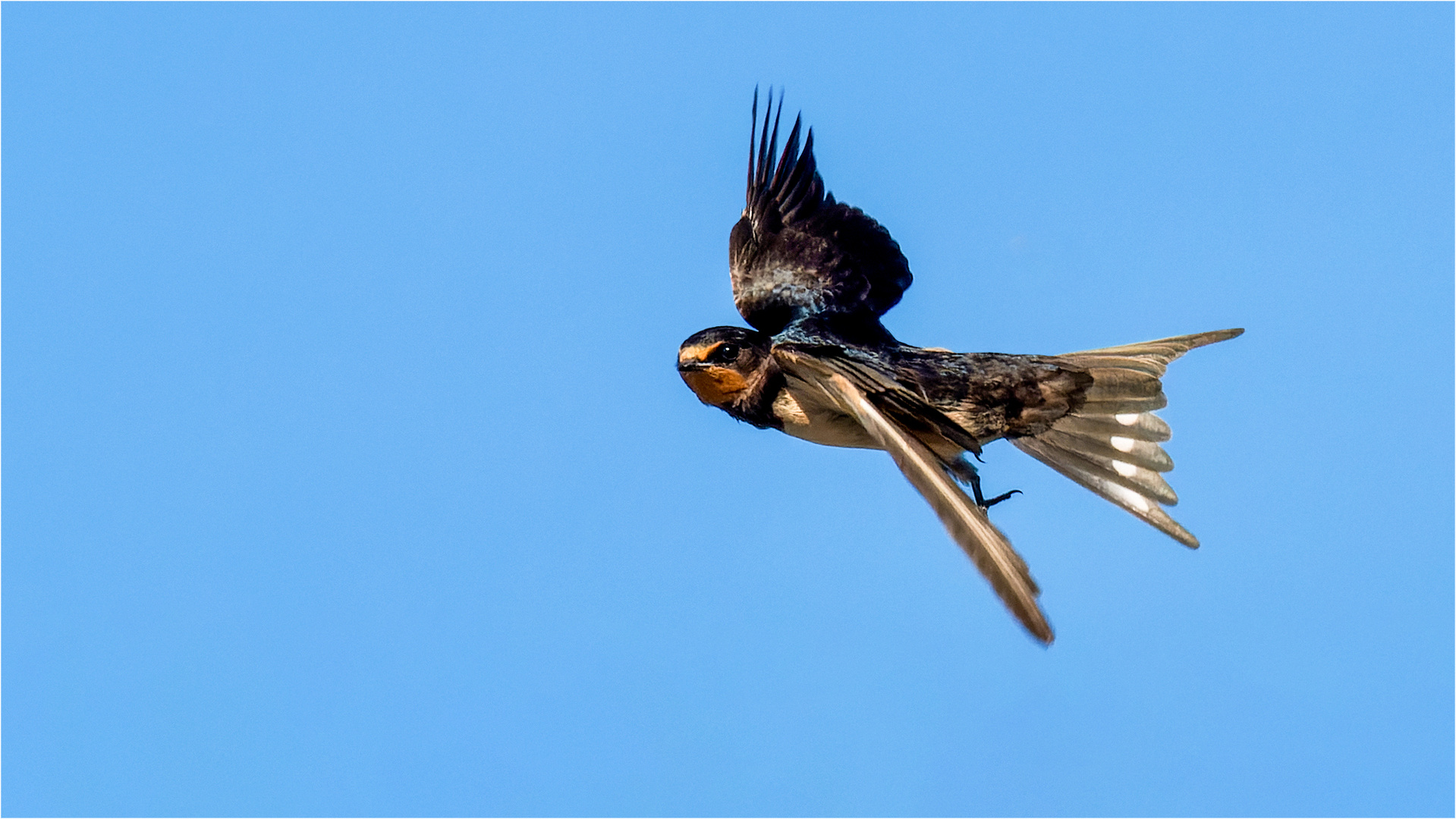 Rauchschwalbe im freien Flug  .....