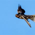 Rauchschwalbe im freien Flug  .....