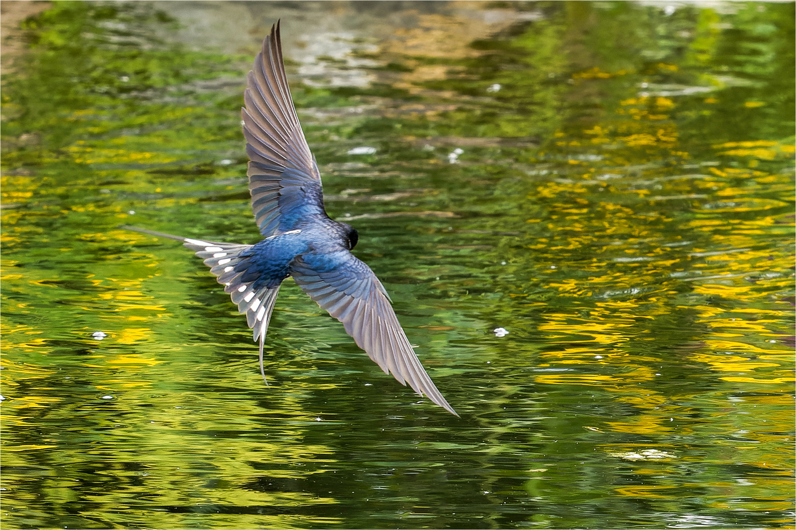 Rauchschwalbe im Überflug  .....