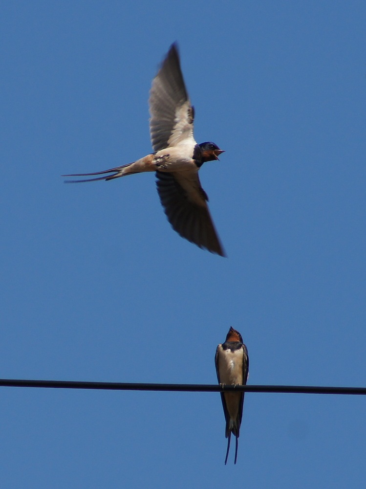 Rauchschwalbe im Überflug