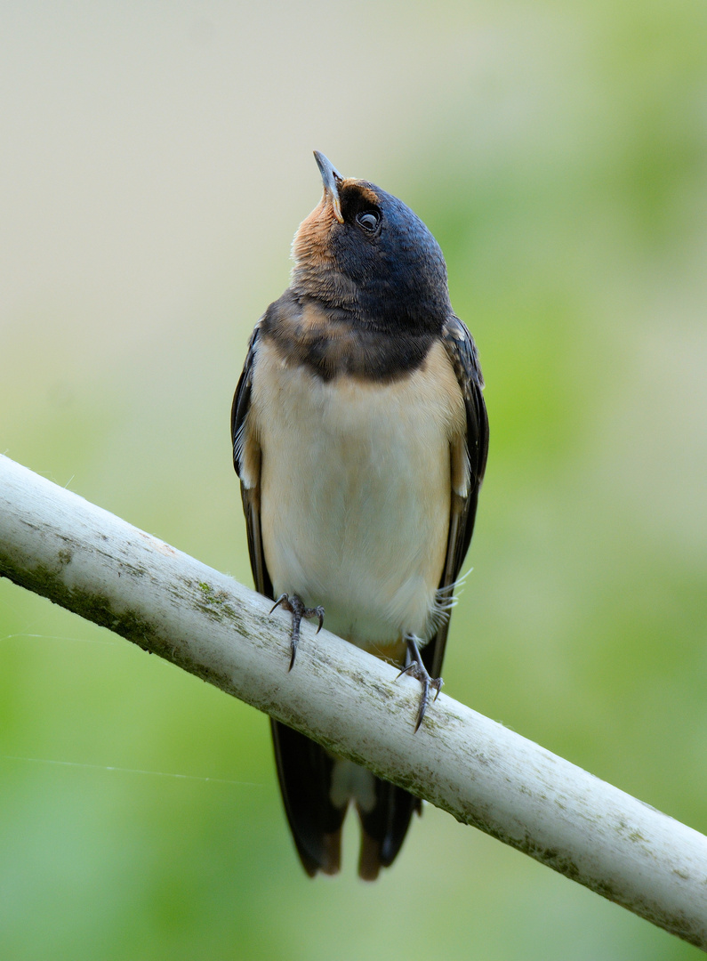 Rauchschwalbe, Jungvogel 2017 Ni.Ki 6