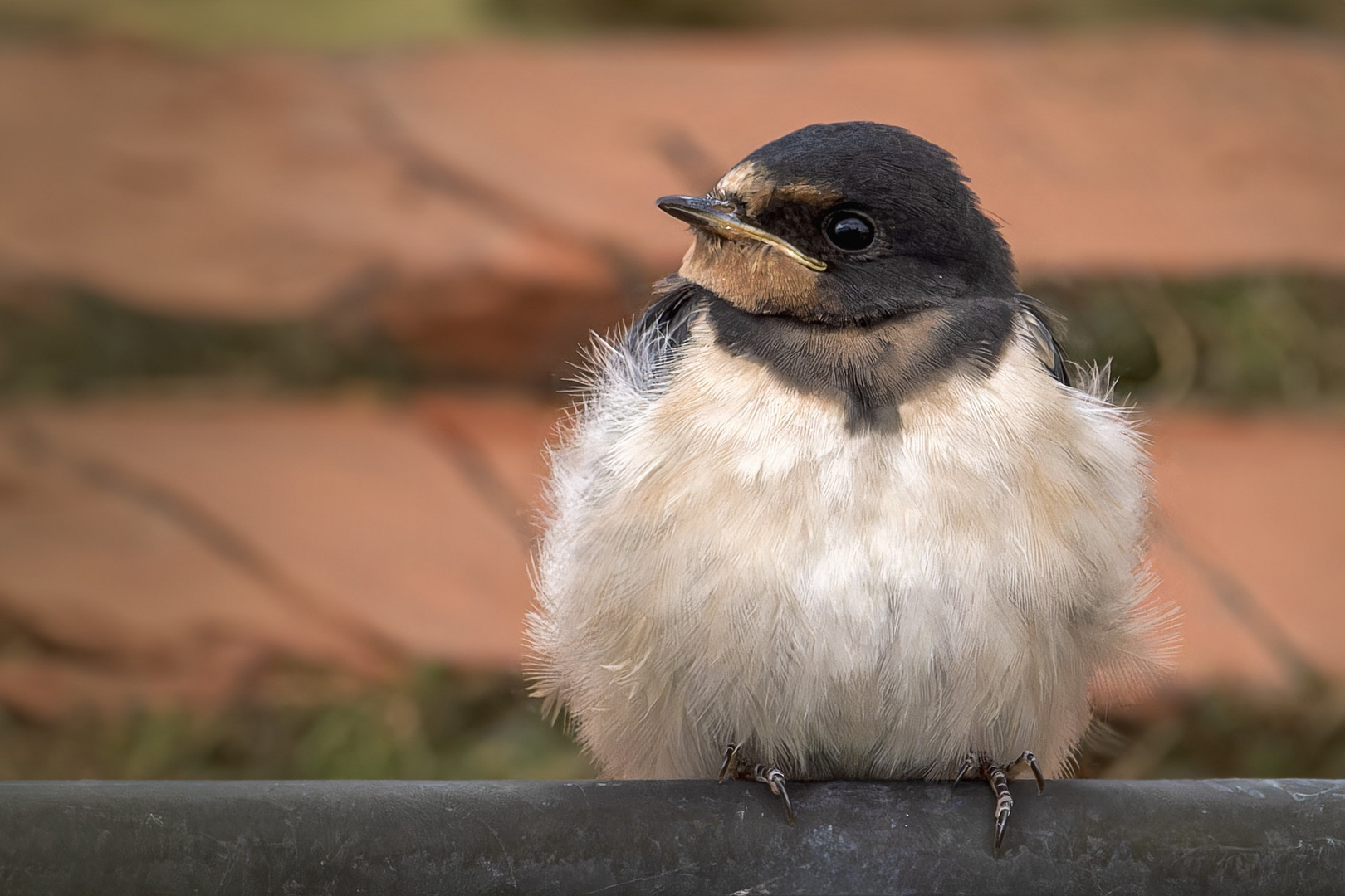 Rauchschwalbe Jungvogel