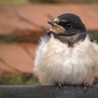 Rauchschwalbe Jungvogel