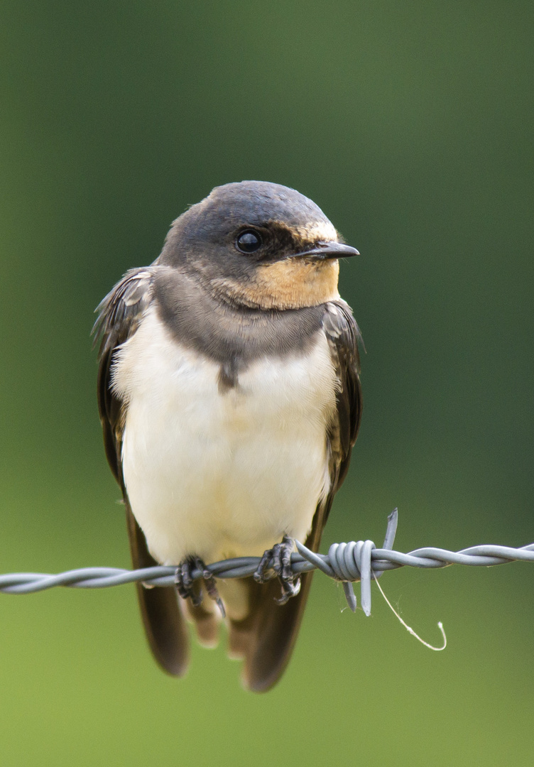 Rauchschwalbe  -   Jungvogel