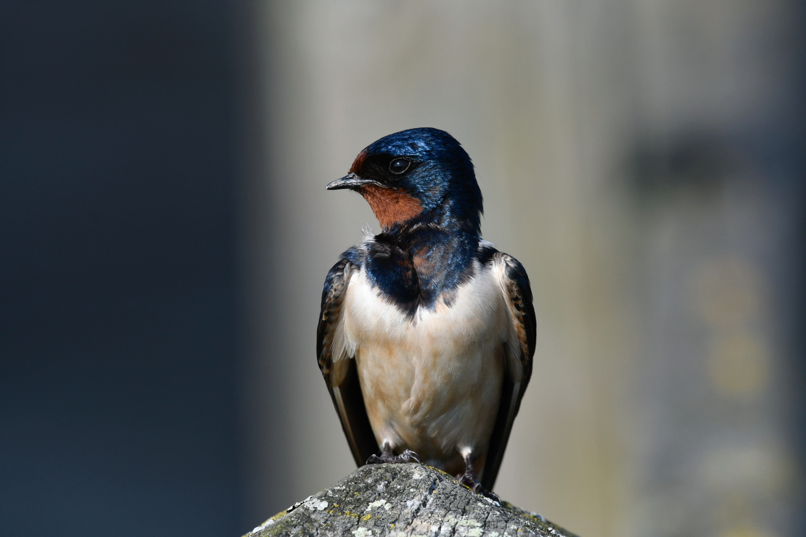 Rauchschwalbe Jungvogel