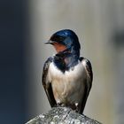 Rauchschwalbe Jungvogel