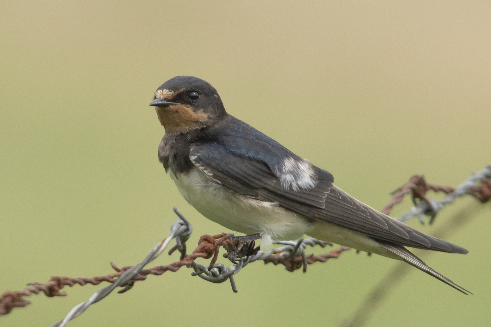 Rauchschwalbe  -   Jungvogel   Aufnahme  28.8.2023