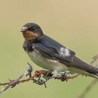 Rauchschwalbe  -   Jungvogel   Aufnahme  28.8.2023