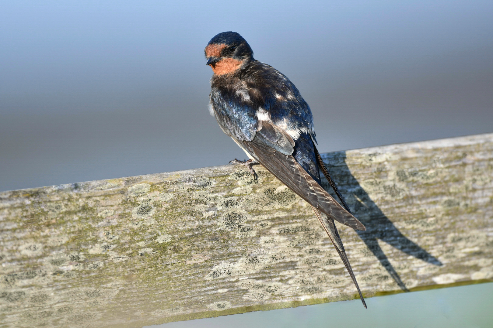 Rauchschwalbe Jungvogel