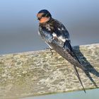 Rauchschwalbe Jungvogel