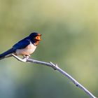 Rauchschwalbe kräftig am zwitschern