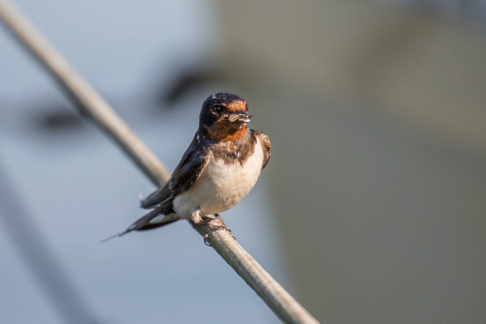 Rauchschwalbe mit Libelle