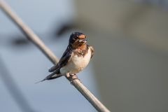 Rauchschwalbe mit Libelle