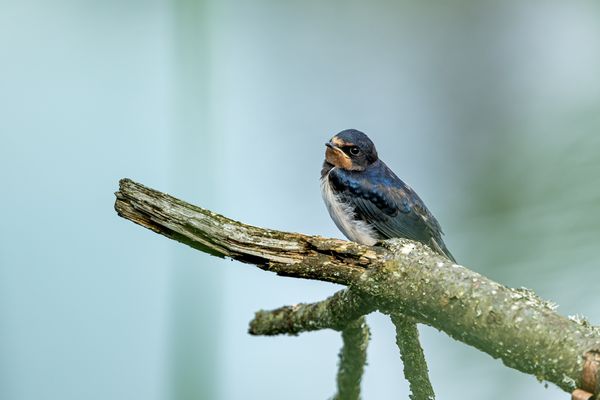 Rauchschwalbe - Nachwuchs 