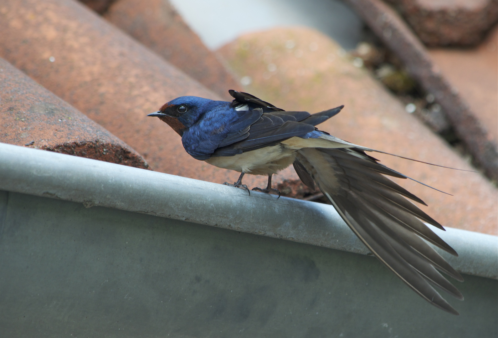 Rauchschwalbe streckt den Flügel aus