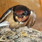 Rauchschwalbe und das Nest (ISO 6400)