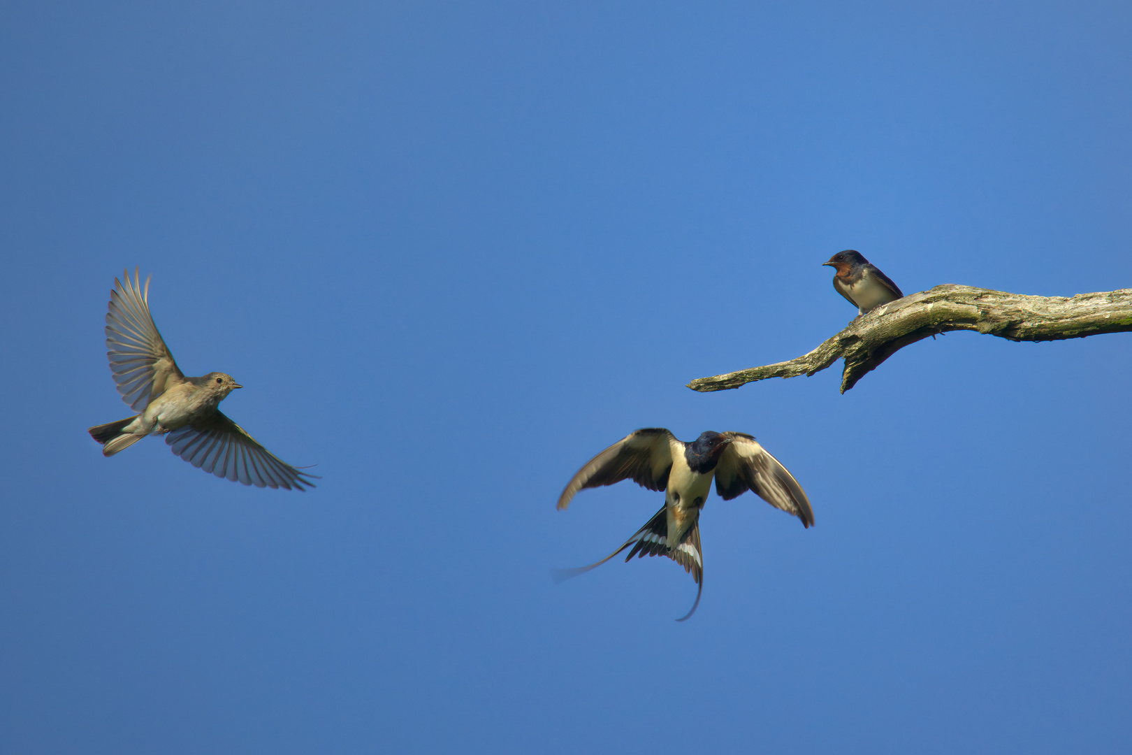 Rauchschwalbe und  ein Grauschnäpper im Flug