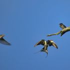 Rauchschwalbe und  ein Grauschnäpper im Flug