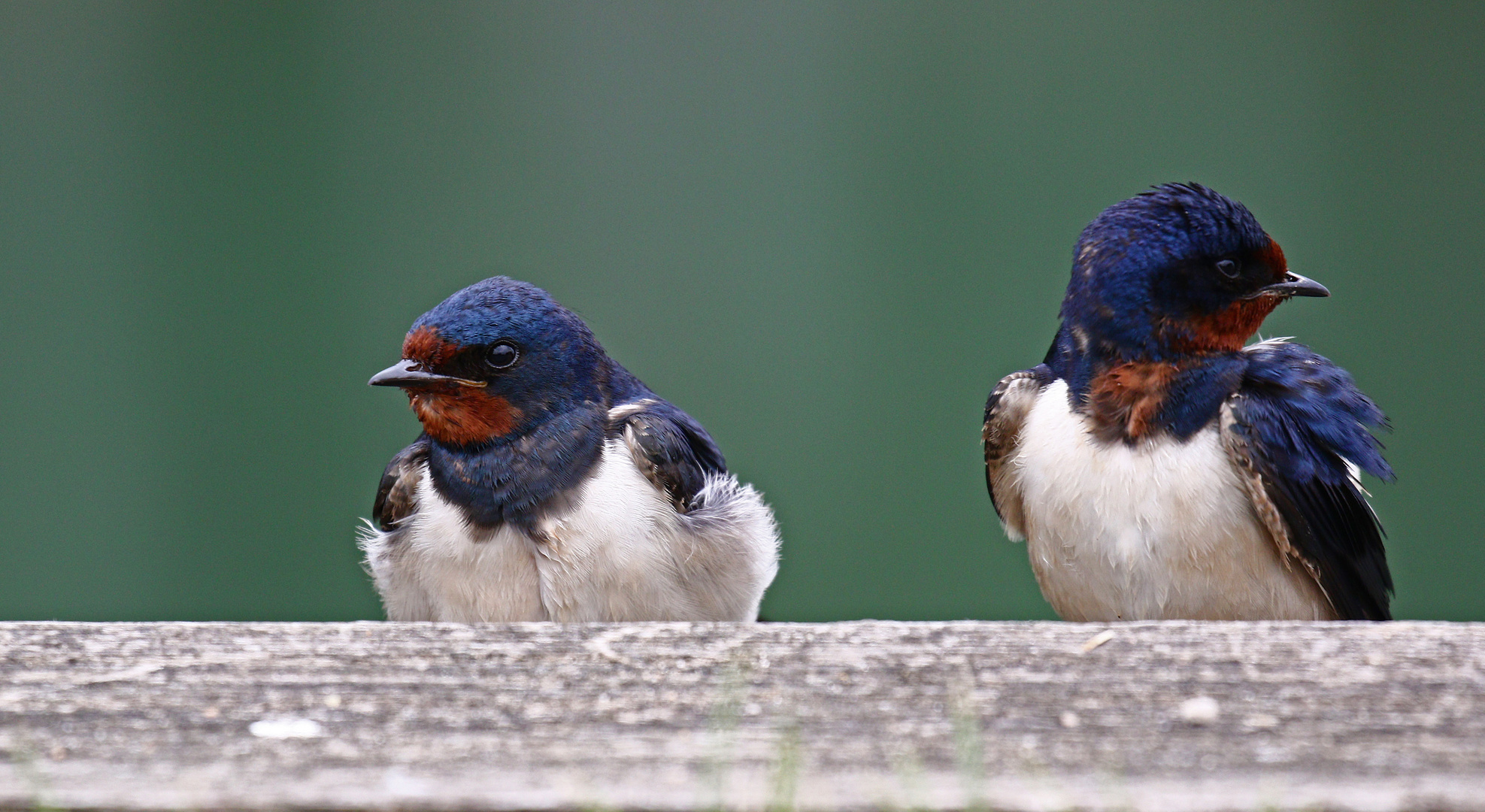 Rauchschwalben Foto & Bild | natur, tiere, vögel Bilder auf fotocommunity