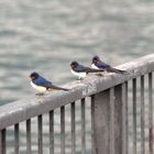 Rauchschwalben auf der Rast am Comer See