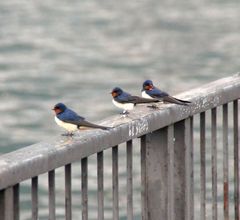 Rauchschwalben auf der Rast am Comer See