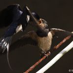 Rauchschwalben bei der Fütterung