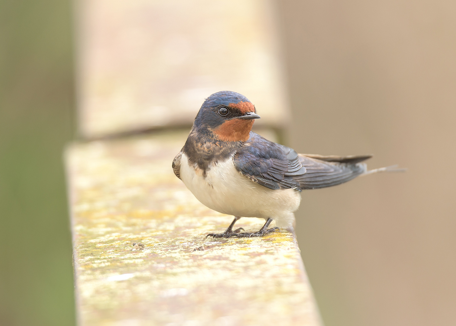 Rauchschwalben (Hirundo rustica)