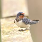 Rauchschwalben (Hirundo rustica)