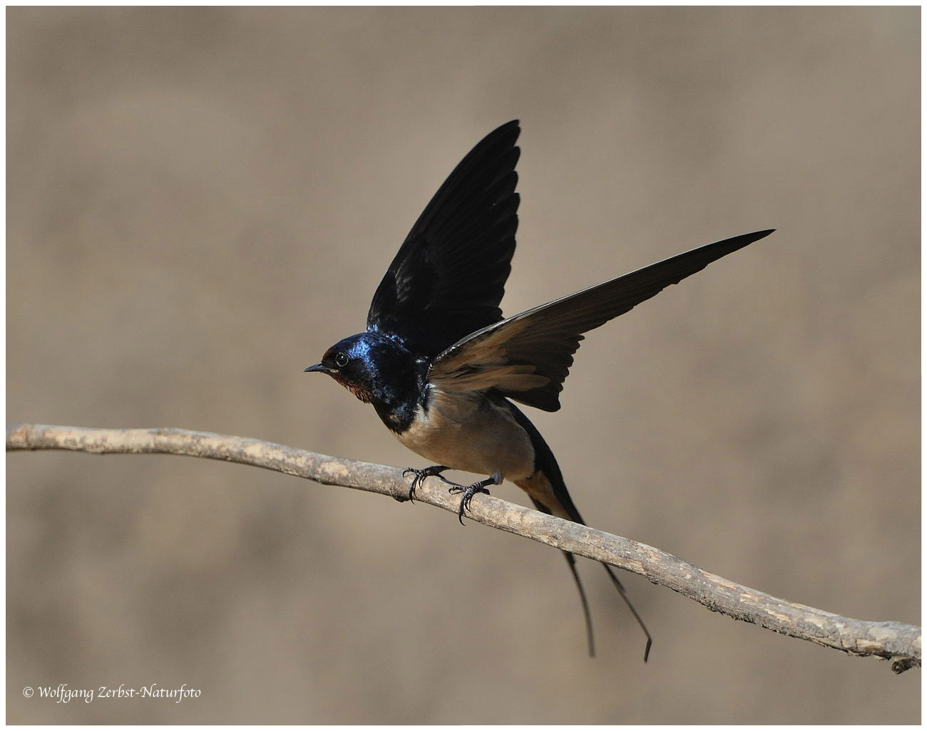 ---Rauchschwalben --- ( Hirundo rustica )