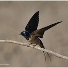 ---Rauchschwalben --- ( Hirundo rustica )