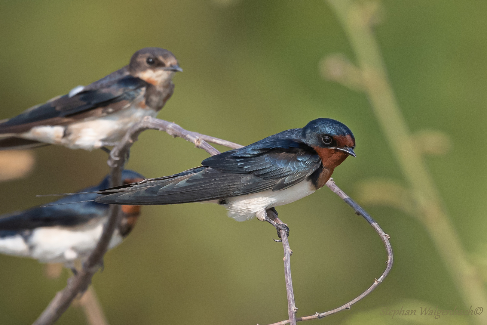 Rauchschwalben (Hirundo rustica)