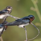 Rauchschwalben (Hirundo rustica)