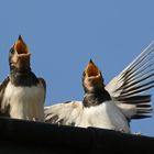 Rauchschwalben (Hirundo rustica)