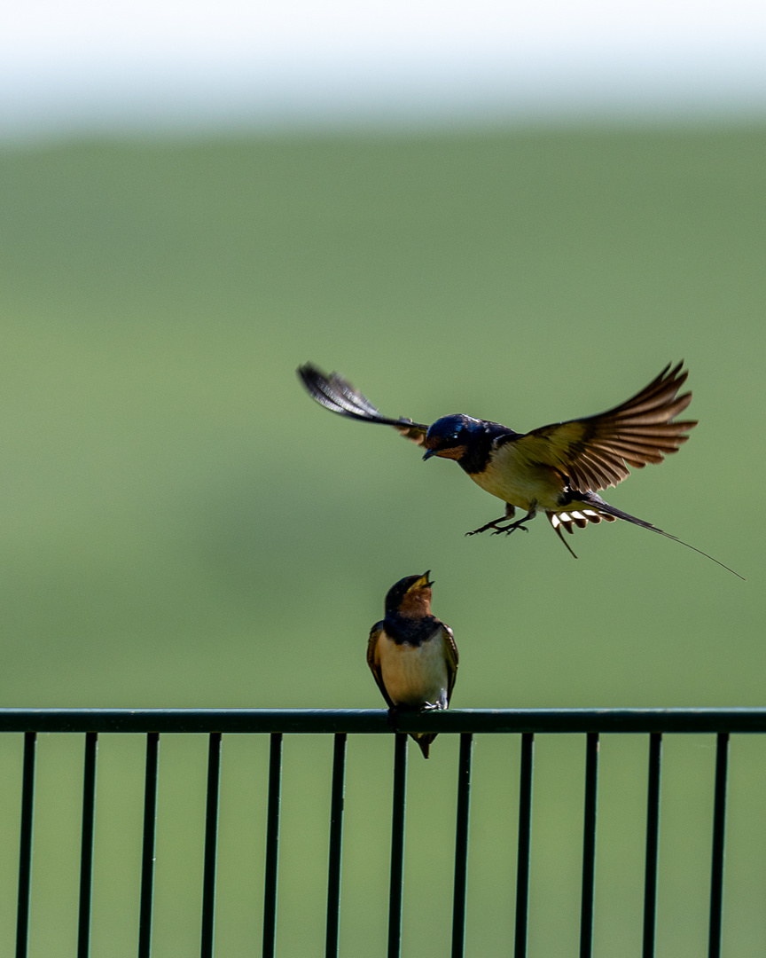 Rauchschwalben (Hirundo rustica)