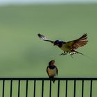 Rauchschwalben (Hirundo rustica)