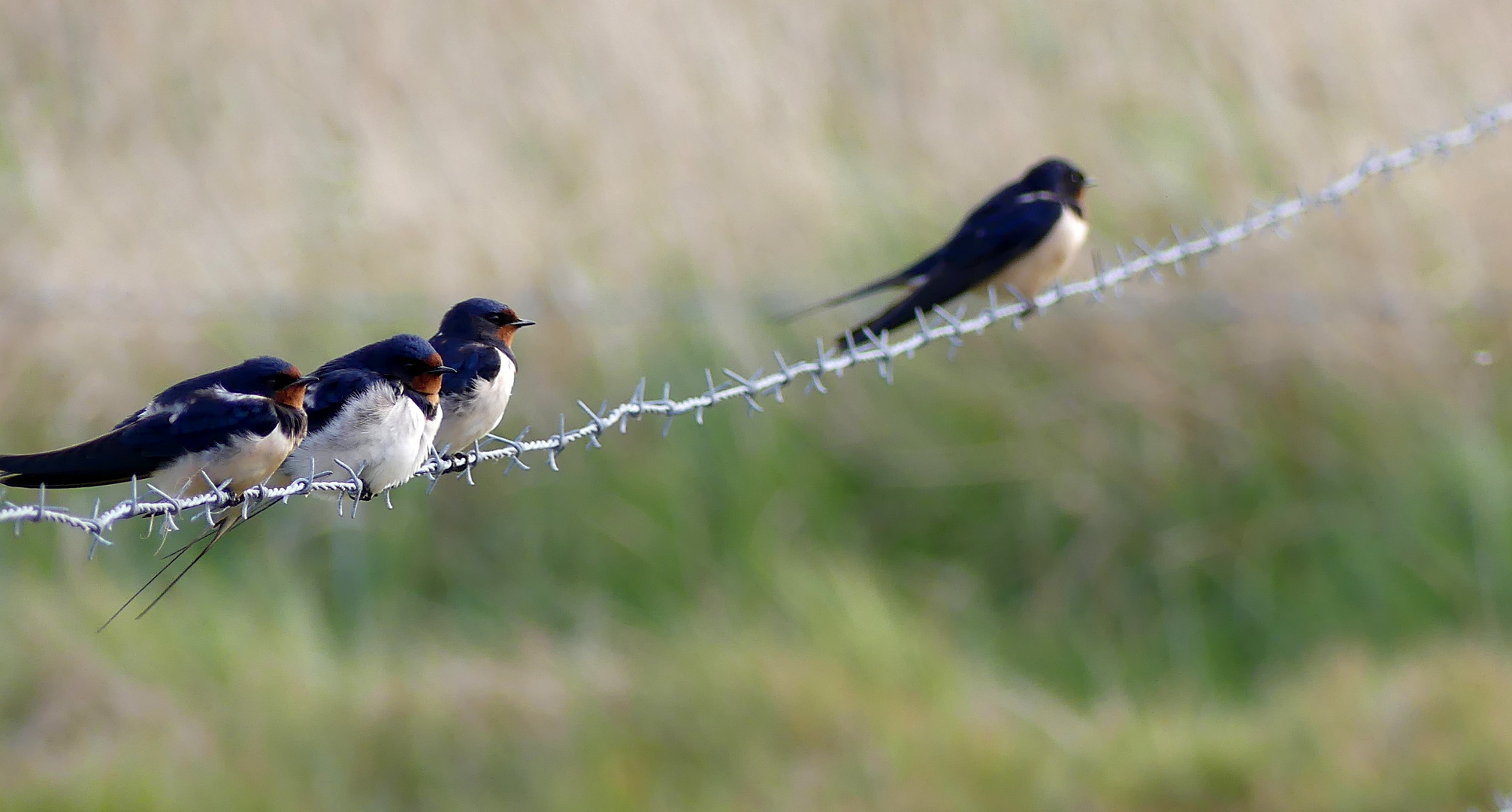 Rauchschwalben (Hirundo rustica) 