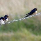 Rauchschwalben (Hirundo rustica) 