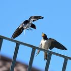 Rauchschwalben - (Hirundo rustica)