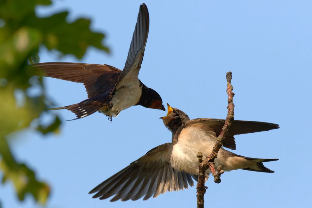 Rauchschwalben  (Hirundo rustica) - Fütterung