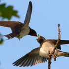 Rauchschwalben  (Hirundo rustica) - Fütterung