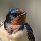 Rauchschwalben-Portrait