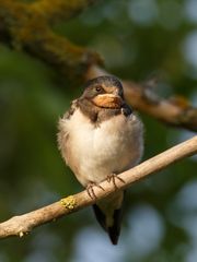 Rauchschwalben Youngster