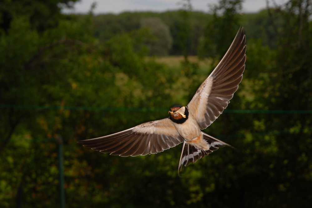 Rauchschwalbenflug