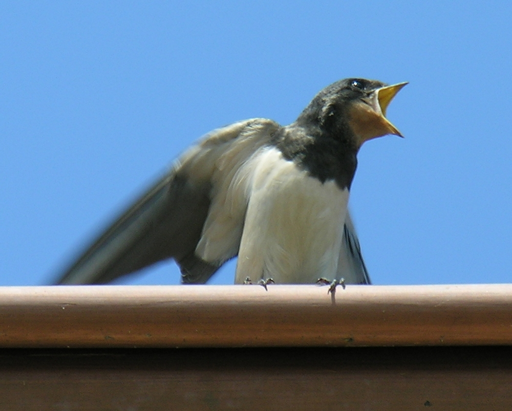 Rauchschwalbenkinder