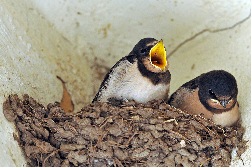 Rauchschwalbenkinder – Langeweile