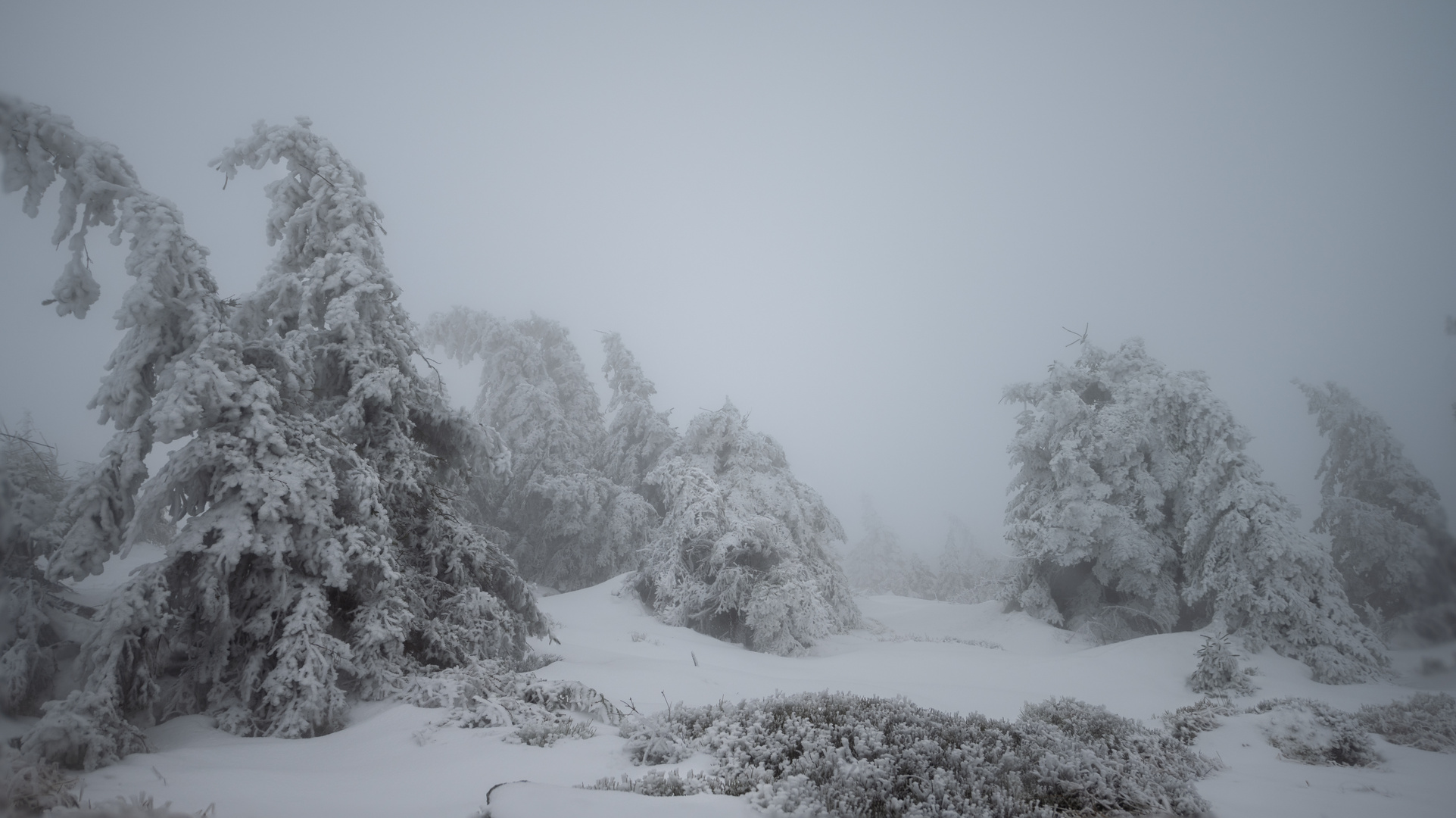 Raue Baumgestalten auf dem Brocken