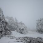 Raue Baumgestalten auf dem Brocken